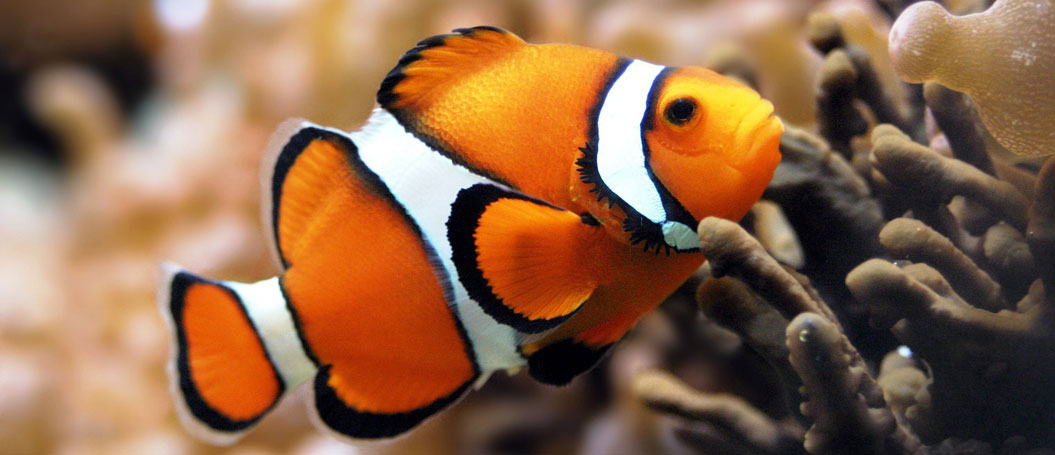 平台担保交易的攻击网站服务器