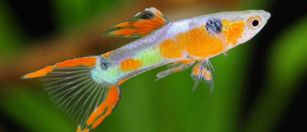 在线DDOS压力测试网页端