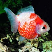 DDOS压力测试网页端